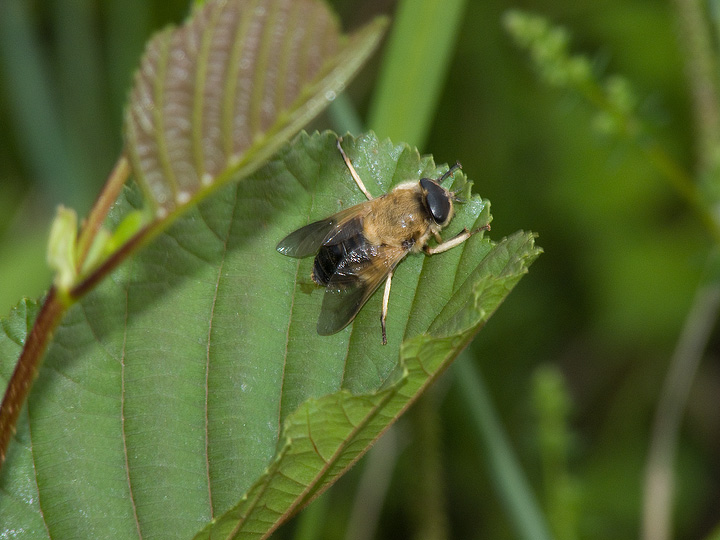 Grosso dittero: Therioplectes cf. tunicatus