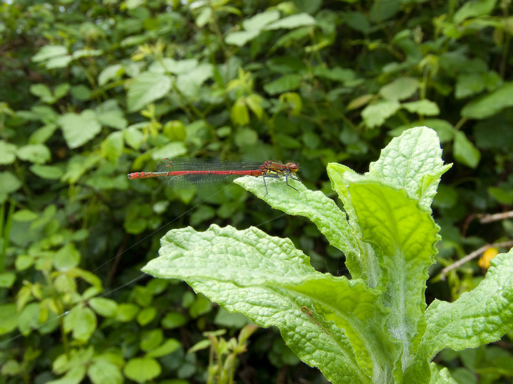 Pyrrhosoma  nymphula