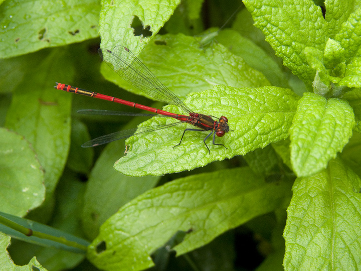 Pyrrhosoma  nymphula