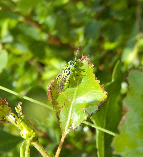 Rhogogaster cfr viridis