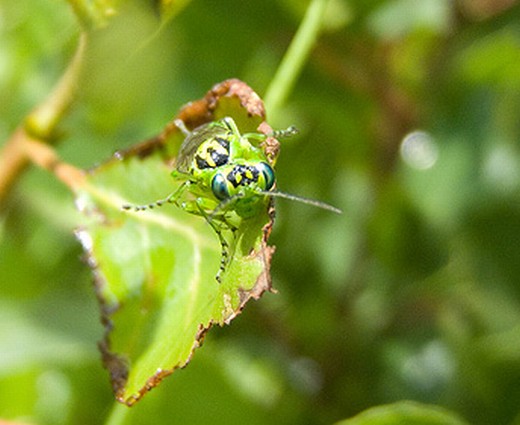 Rhogogaster cfr viridis