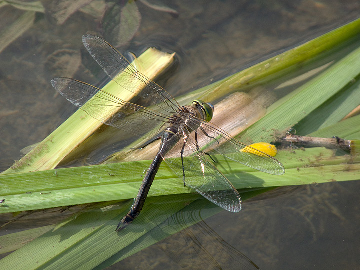 Anax parthenope?