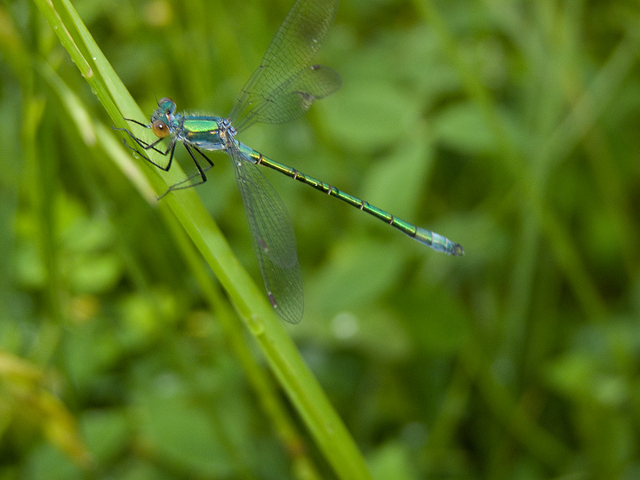 Lestes dryas!