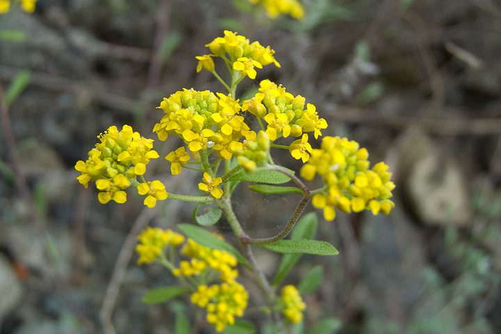 Odontarrhena bertolonii (=Alyssum bertolonii) / Alisso di Bertoloni