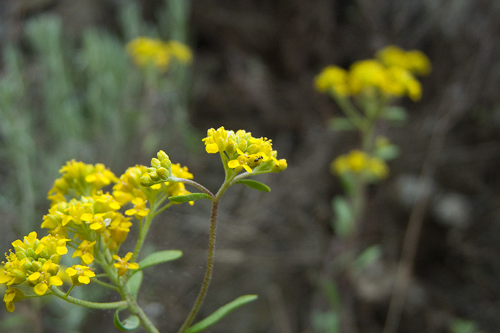 Odontarrhena bertolonii (=Alyssum bertolonii) / Alisso di Bertoloni
