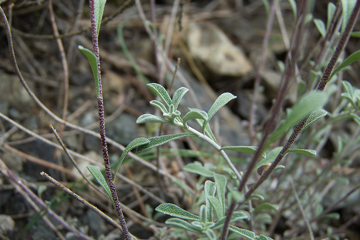 Odontarrhena bertolonii (=Alyssum bertolonii) / Alisso di Bertoloni