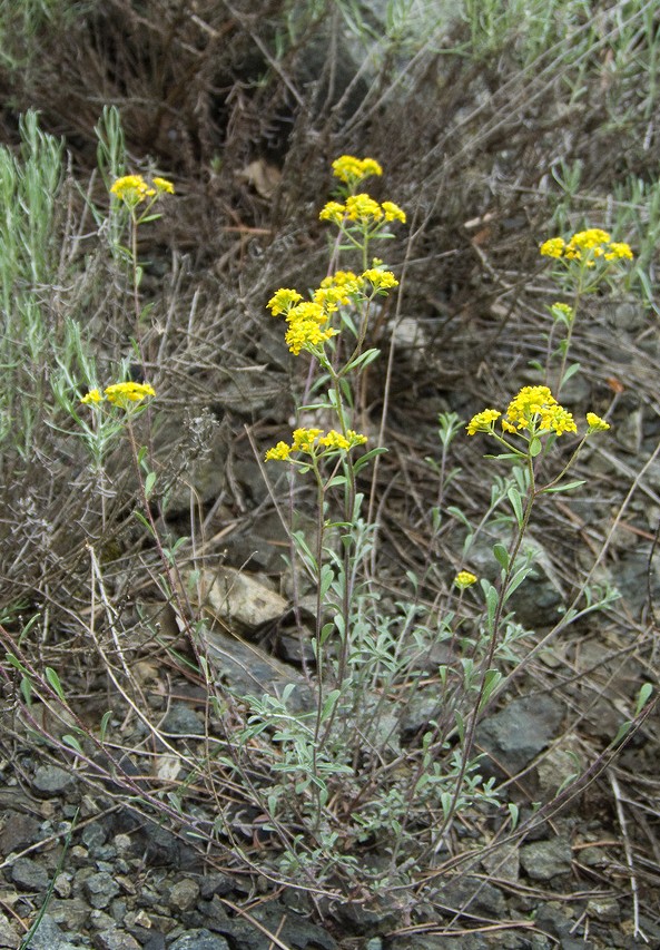 Odontarrhena bertolonii (=Alyssum bertolonii) / Alisso di Bertoloni