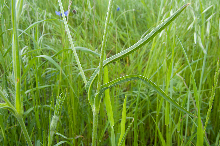 Agrostemma githago / Gittaione