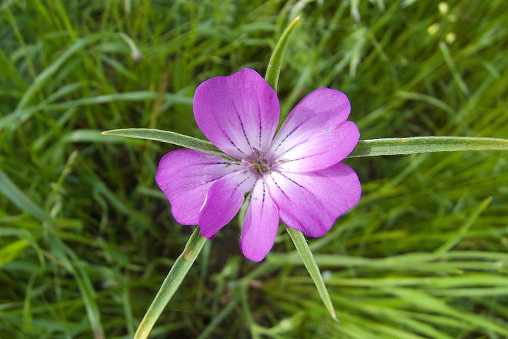 Agrostemma githago / Gittaione
