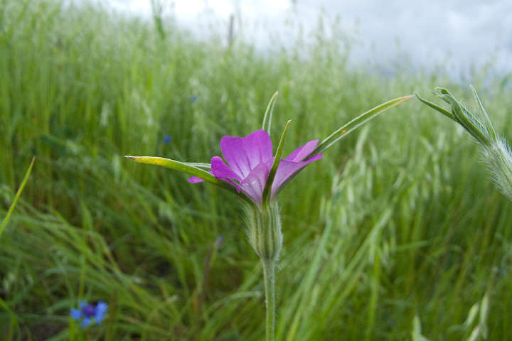 Agrostemma githago / Gittaione