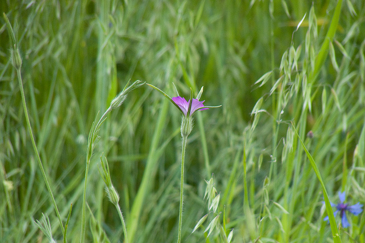 Agrostemma githago / Gittaione