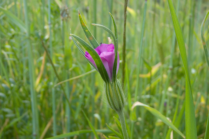 Agrostemma githago / Gittaione