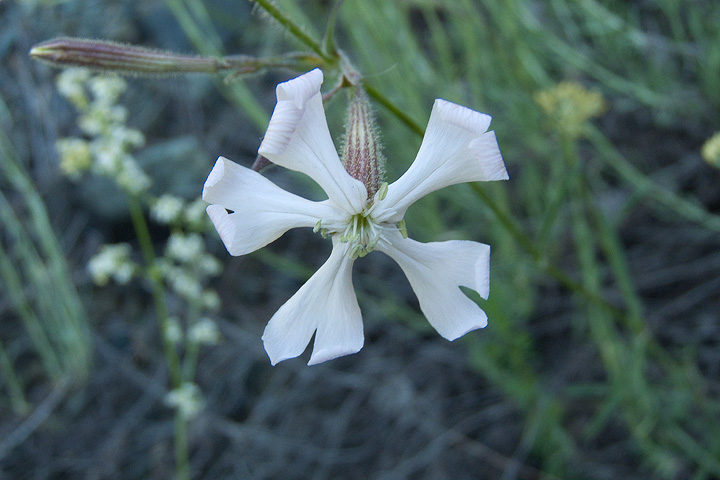 Silene paradoxa / Silene paradossa