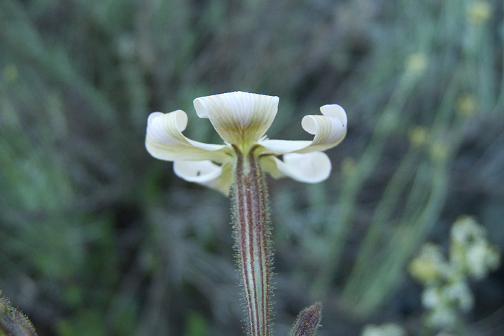 Silene paradoxa / Silene paradossa