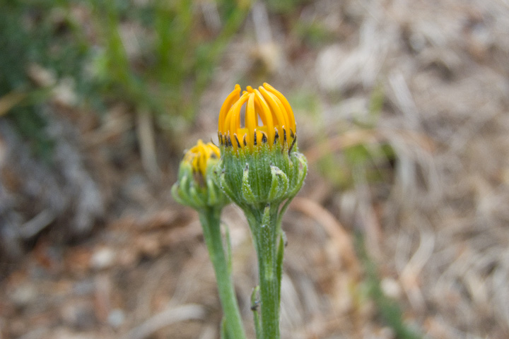 Senecio provincialis / Senecione provenzale