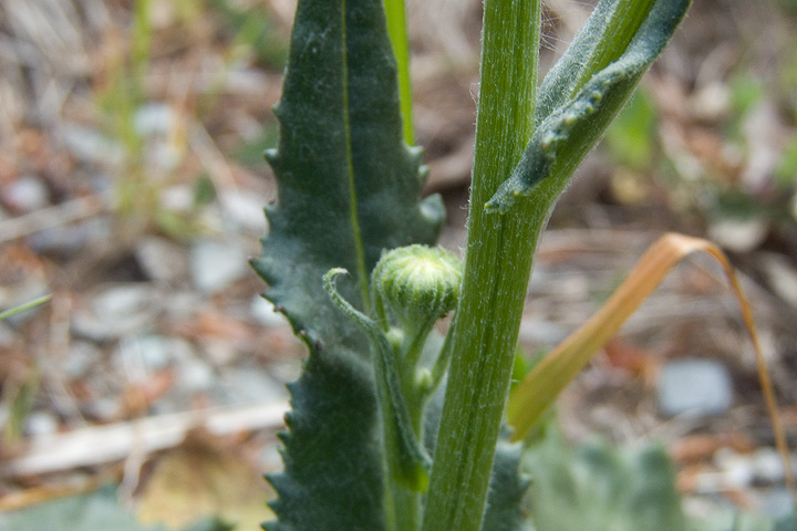Senecio provincialis / Senecione provenzale