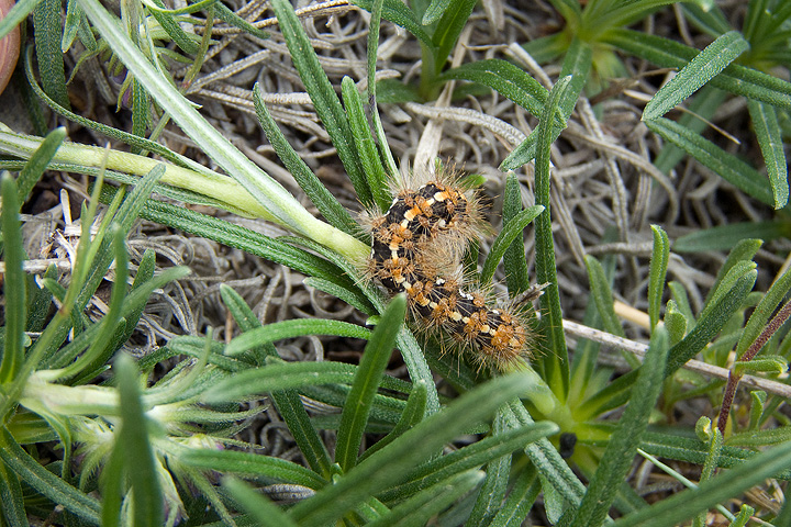 Bruco su Moltkia suffruticosa..