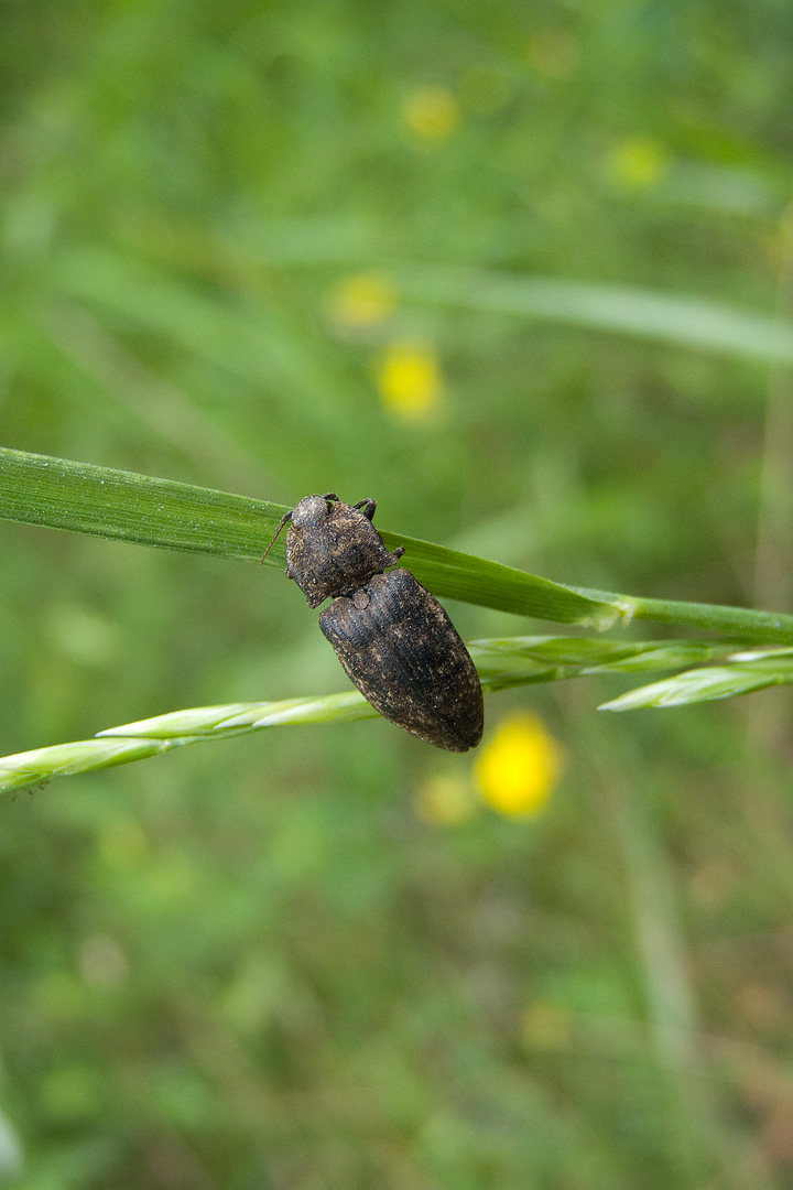 Buprestidae da determinare...