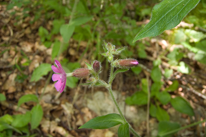 Silene dioica