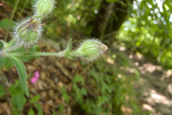 Silene dioica