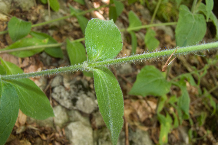 Silene dioica