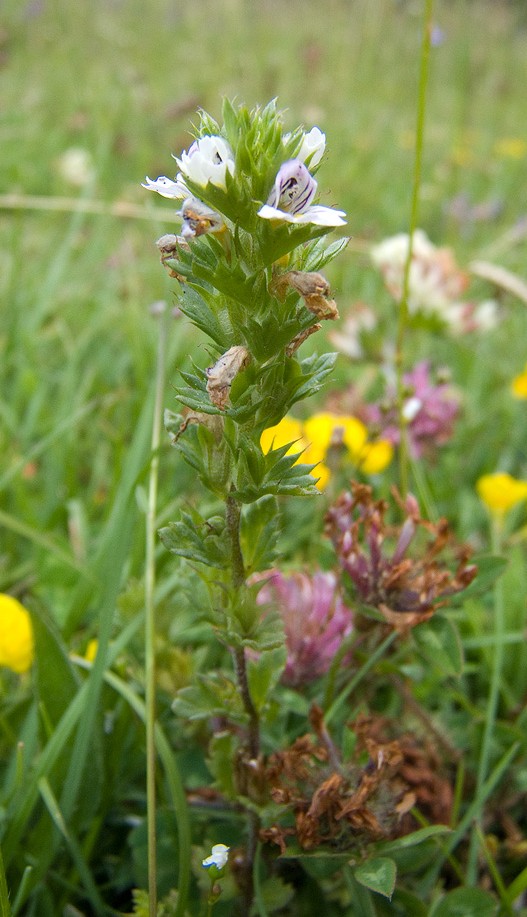 Euphrasia alpina?