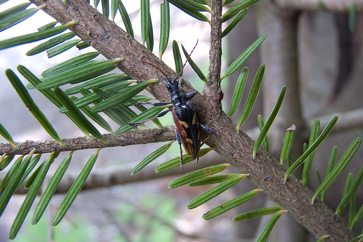 Cerambice? Rhagium (Hargium) bifasciatum