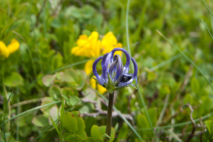 Phyteuma hemisphaericum / Raponzolo alpino