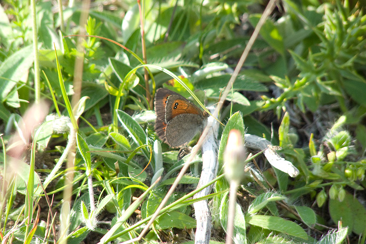 Erebia cassioides arvernensis