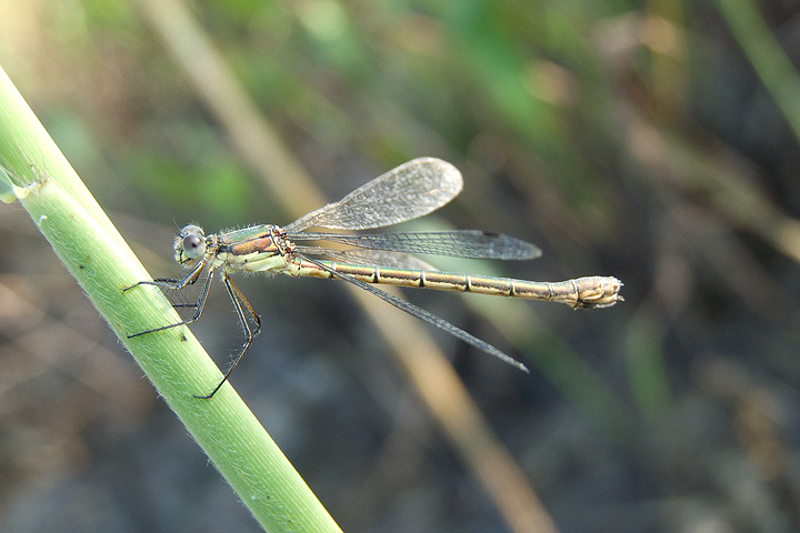 Lestes dryas female?