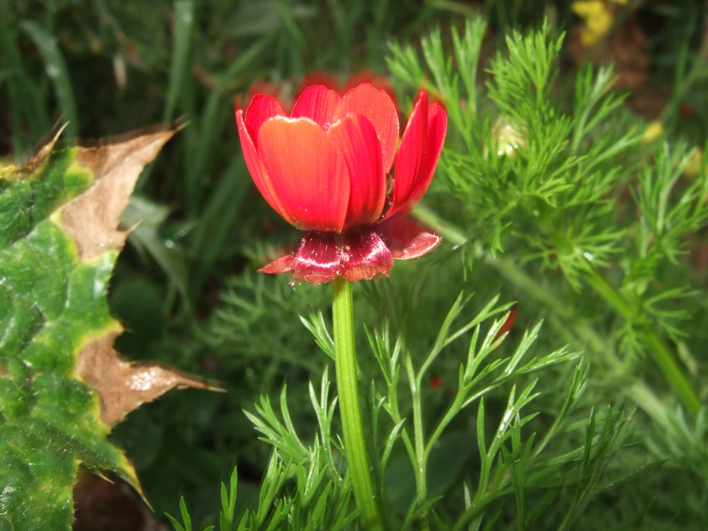 Adonis annua