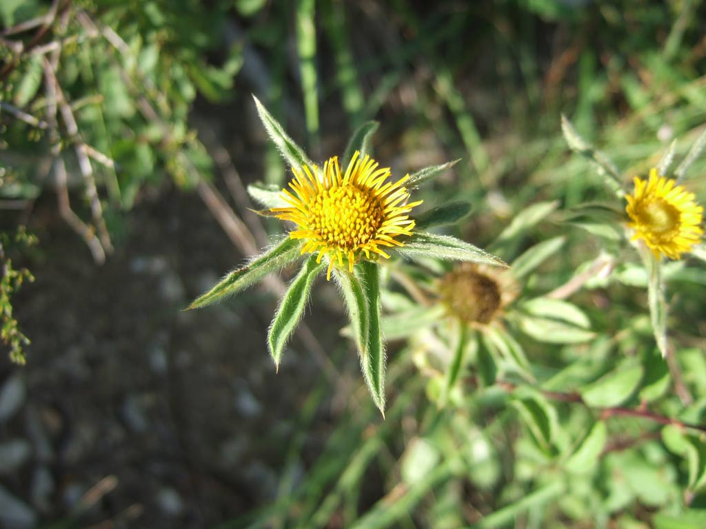 Pallenis spinosa / Asterisco spinoso