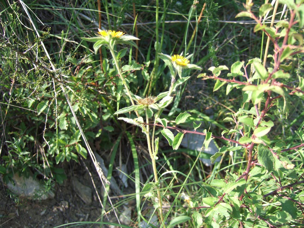 Pallenis spinosa / Asterisco spinoso
