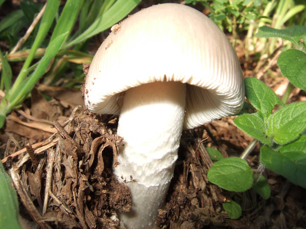 Amanita maremma 3