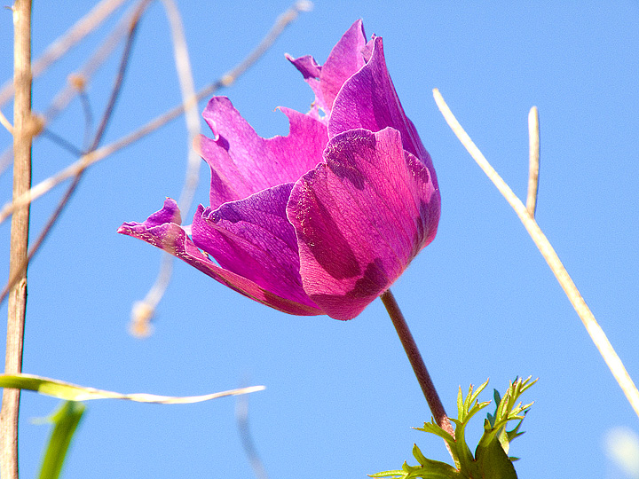Anemone coronaria / Anemone dei fiorai
