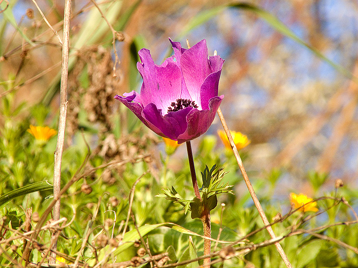 Anemone coronaria / Anemone dei fiorai