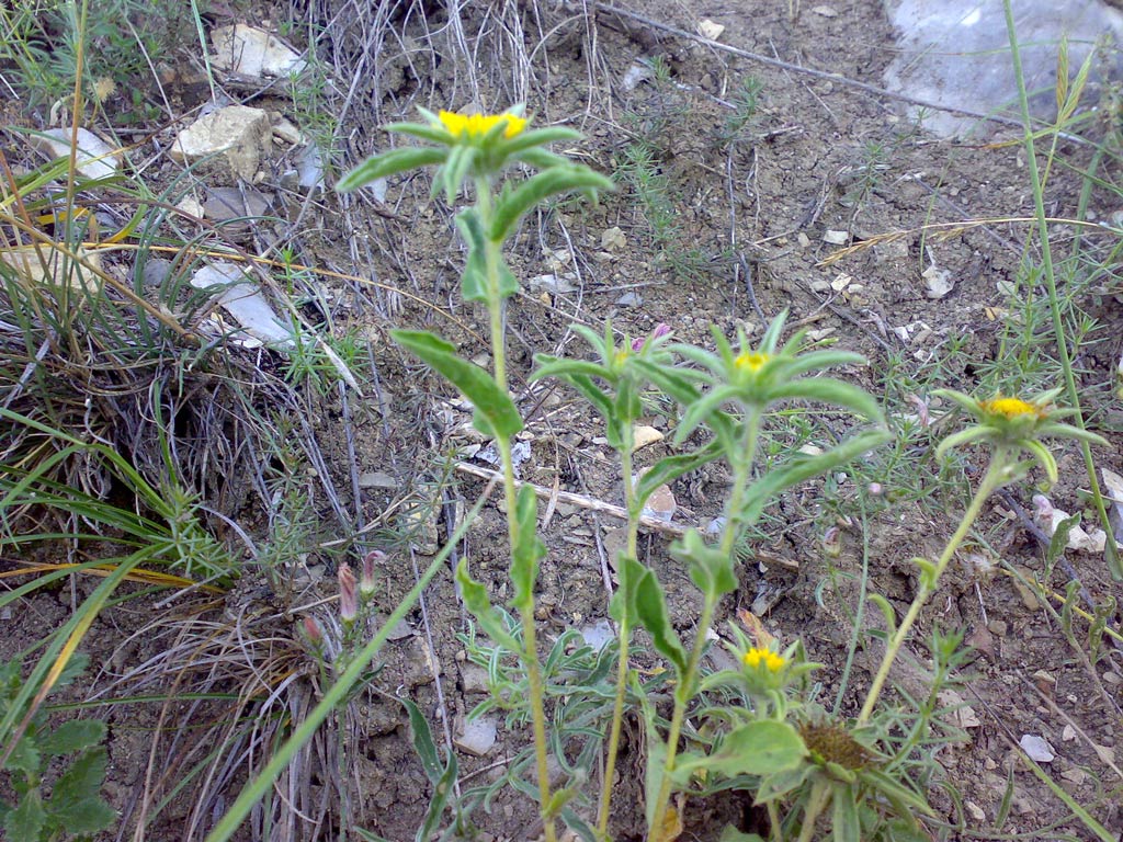 Pallenis spinosa / Asterisco spinoso