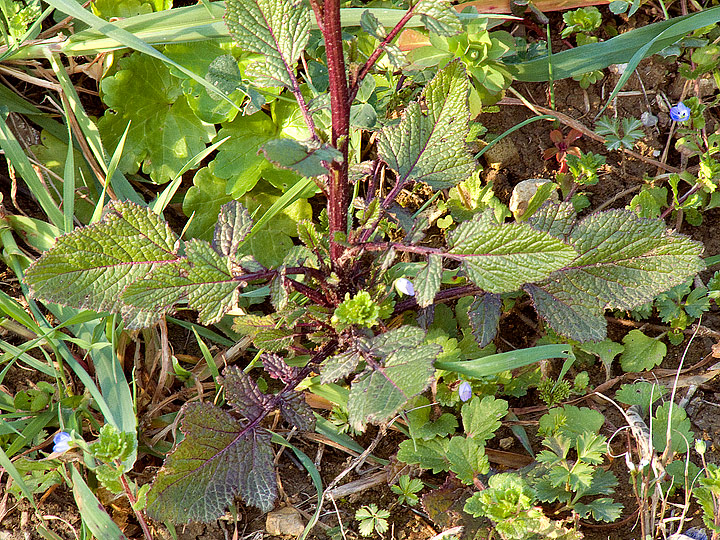 brassicacea da determinare..- Sinapis sp.