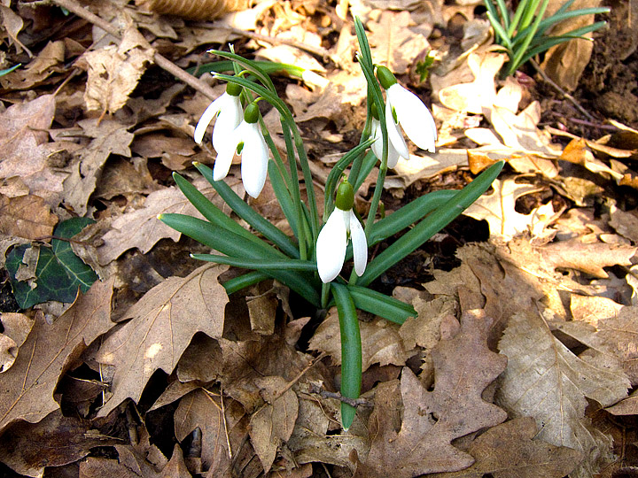Galanthus nivalis / Bucaneve