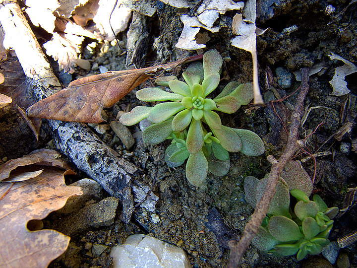 Sedum cepaea / Borracina cepea