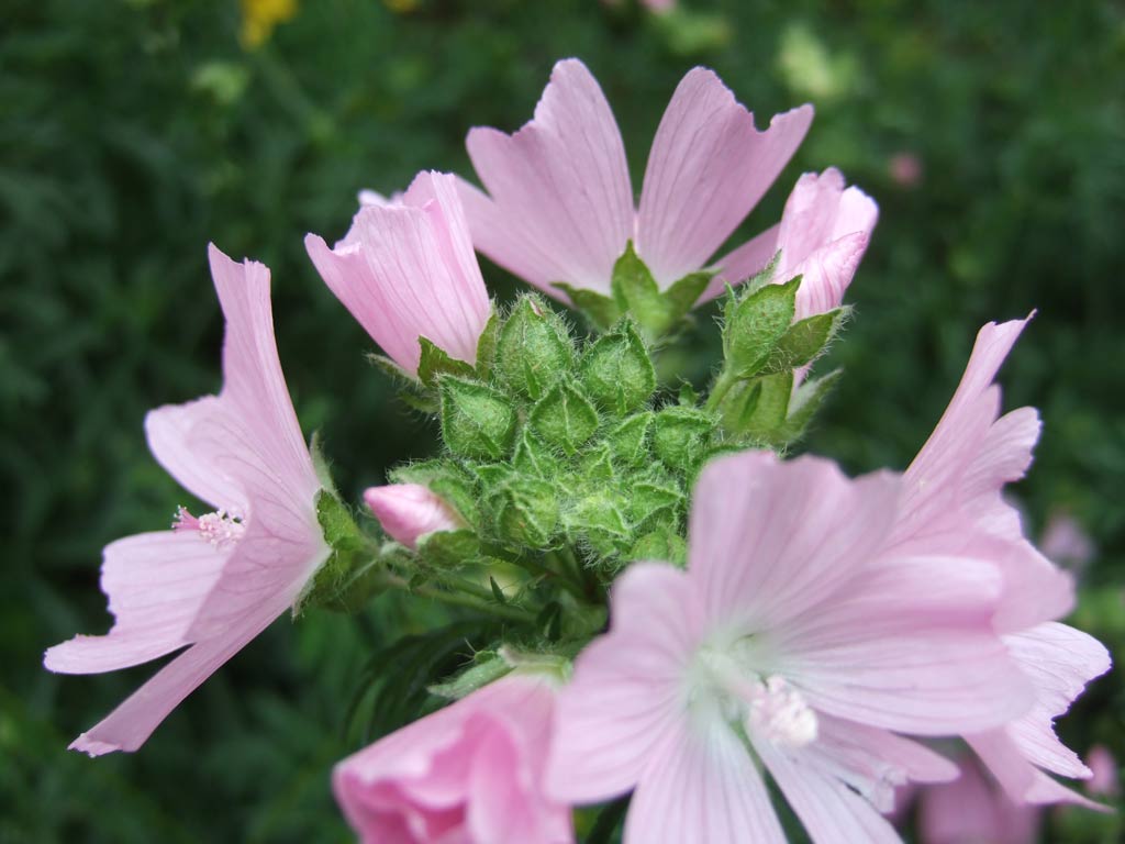 Malva moschata / Malva moscata
