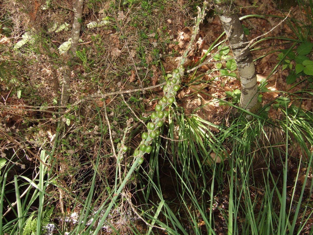 Maremma 2 - Asphodelus cerasifer