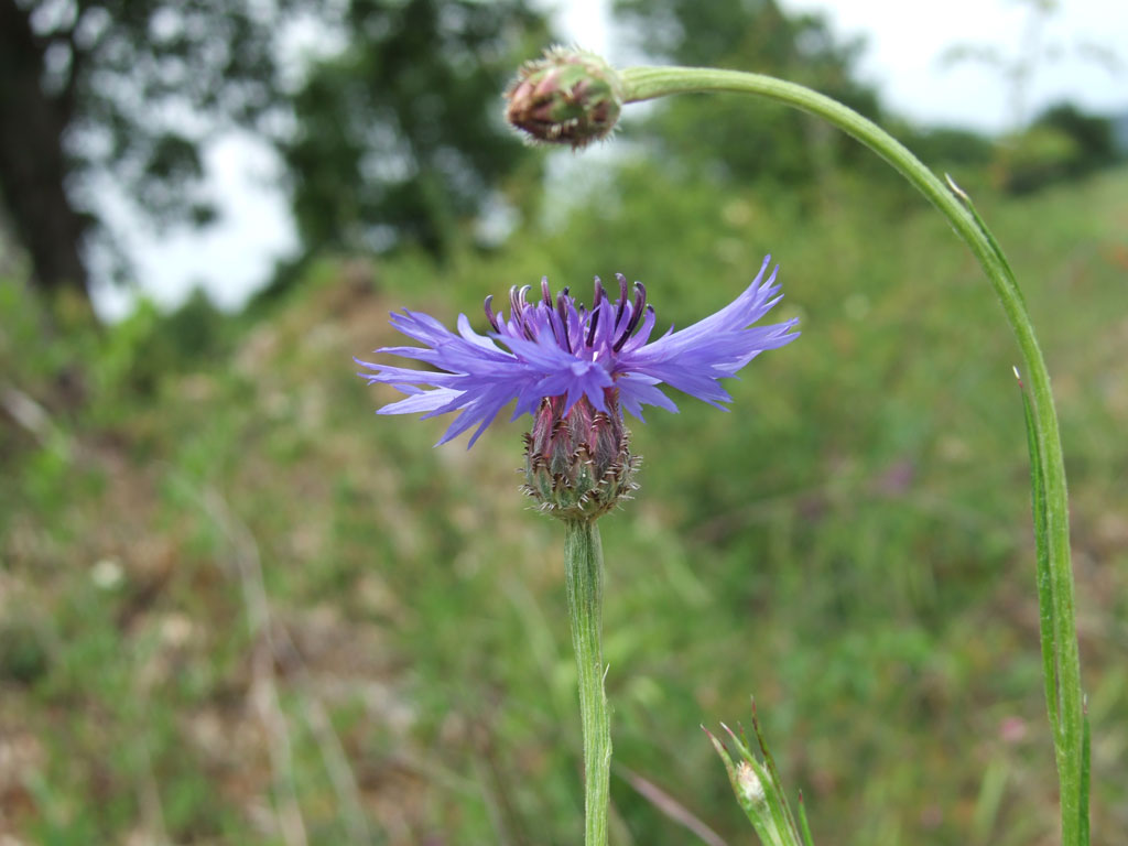 Centaurea cyanus / Fiordaliso vero