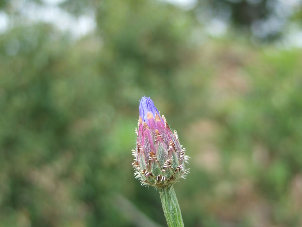Centaurea cyanus / Fiordaliso vero