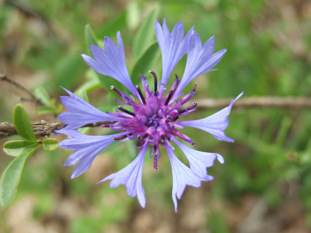 Centaurea cyanus / Fiordaliso vero