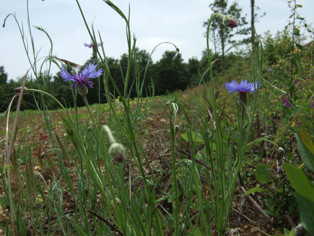 Centaurea cyanus / Fiordaliso vero
