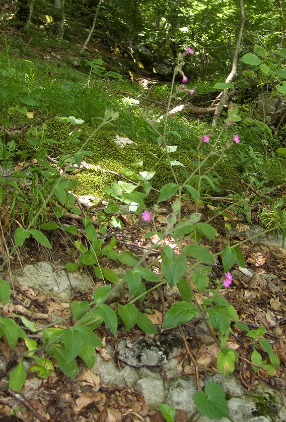 Silene dioica