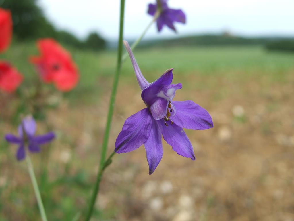 Maremma 4 Consolida regalis