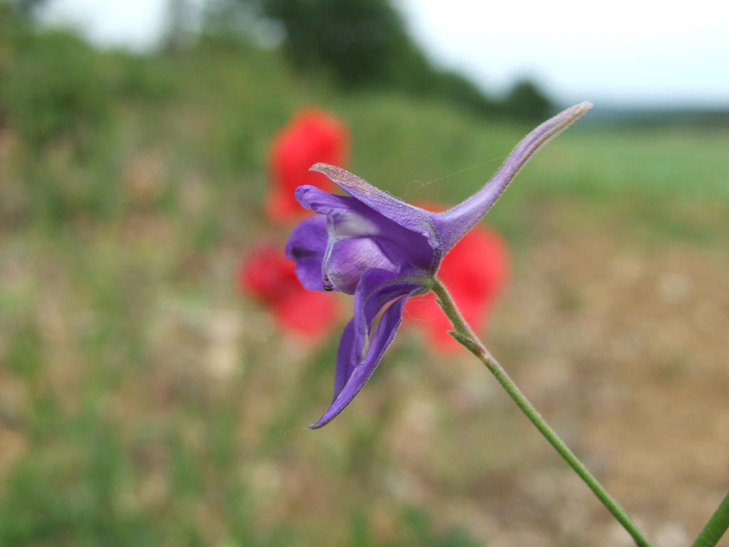 Maremma 4 Consolida regalis