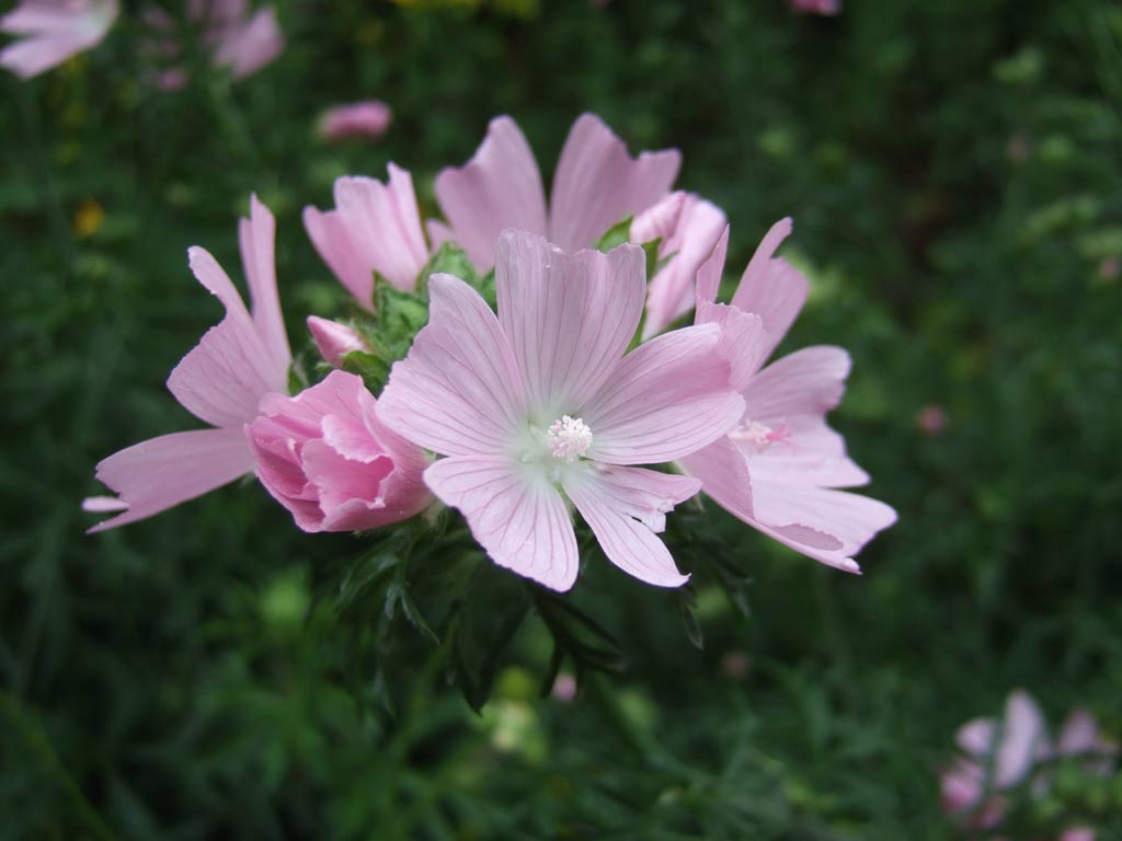 Malva moschata / Malva moscata